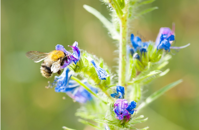 Biene auf eine Blume